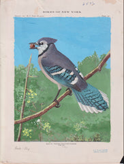 US Cachet /Stamp Artwork - Colorano #1984