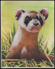 US Cachet /Stamp Artwork - Colorano #3105a