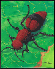 US Cachet /Stamp Artwork - Colorano Cover Art #3351i