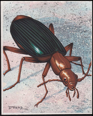 US Cachet /Stamp Artwork - Colorano Cover Art #3351m