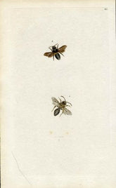 Great Britain large Bee Engraving