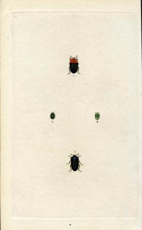 Great Britain Insect Engraving