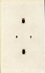 Great Britain Insect Engraving