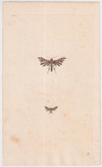 Great Britain Four Different 18th Century Large Butterfly Engravings