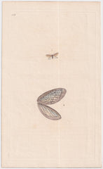 Great Britain Four Different 18th Century Large Butterfly Engravings