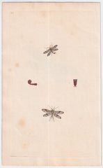 Great Britain Four Different 18th Century Large Butterfly Engravings