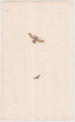 Great Britain Six Different 18th Century Large Bee Engravings