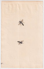 Great Britain Six Different 18th Century Large Bee Engravings