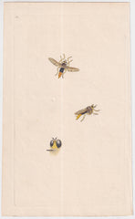 Great Britain Six Different 18th Century Large Bee Engravings