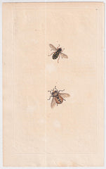 Great Britain Six Different 18th Century Large Bee Engravings