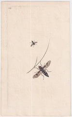 Great Britain Six Different 18th Century Large Bee Engravings
