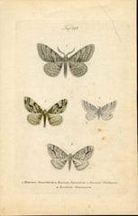 Great Britain large Butterfly Engraving