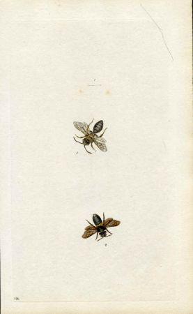 Great Britain large Bee Engraving