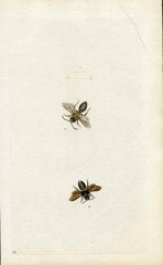 Great Britain large Bee Engraving