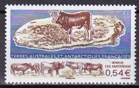 French Southern & Antartic Territories 378 Cattle, Amsterdam Island