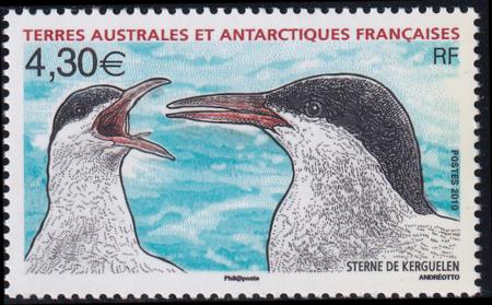 French Southern & Antartic Territories 429 Birds-Terns