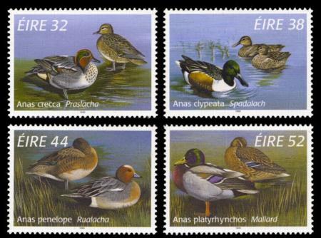 Ireland 1024 - 27 Ducks