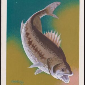 US Cachet /Stamp Artwork - Colorano #2207