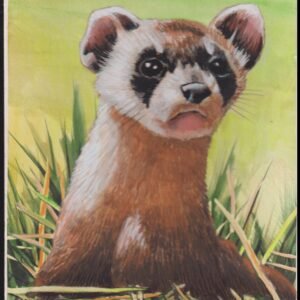 US Cachet /Stamp Artwork - Colorano #3105a