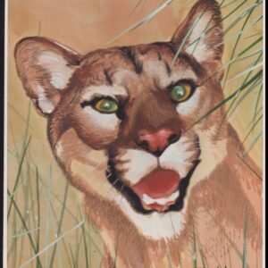 US Cachet /Stamp Artwork - Colorano #3105M