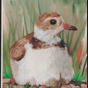 US Cachet /Stamp Artwork - Colorano #3105N