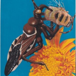 US Cachet /Stamp Artwork - Colorano Cover Art #3351g