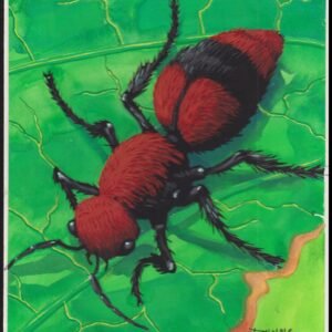 US Cachet /Stamp Artwork - Colorano Cover Art #3351i