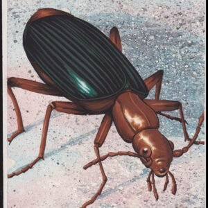 US Cachet /Stamp Artwork - Colorano Cover Art #3351m