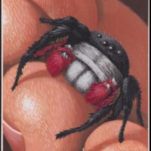 US Cachet /Stamp Artwork - Colorano Cover Art #3351t