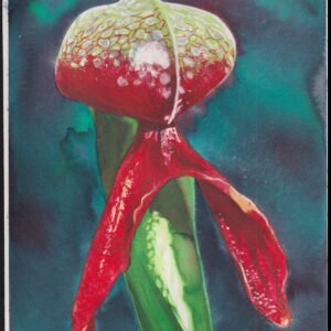 US Cachet /Stamp Artwork - Colorano Cover Art #3530