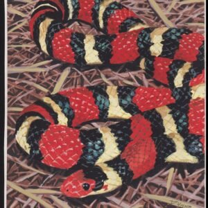 US Cachet /Stamp Artwork - Colorano Cover Art #3814