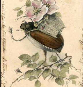 Austria 1905 PC with Insect and flowers