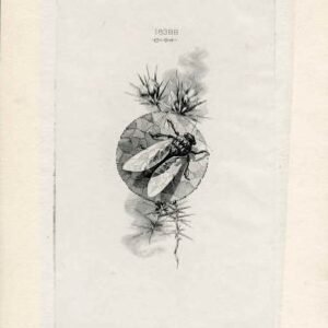 US 1900 Large sunken die proof, insect on foliage