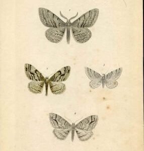 Great Britain large Butterfly Engraving