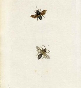 Great Britain large Bee Engraving