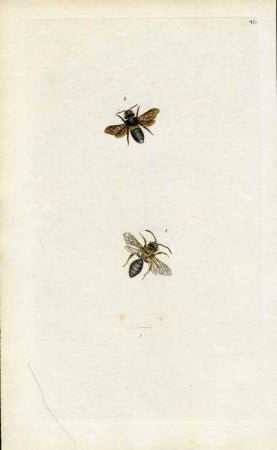 INV-03255itExt_04dcf091-ac7c-4ccc-937b-b2731ac92b33 Great Britain large Bee Engraving