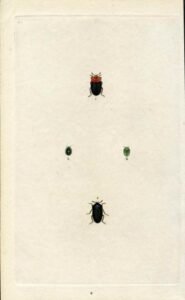 Great Britain Insect Engraving