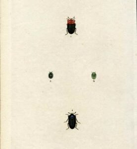 Great Britain Insect Engraving