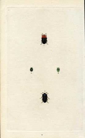 INV-03256itExt_98b9aff2-9122-42f3-bad8-9637437d442d Great Britain Insect Engraving