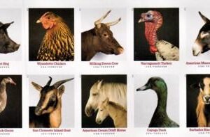 US 5583-92c Modern Imperf Heritage Breeds Block of 10