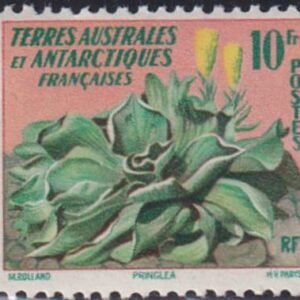 French Southern & Antarctic Territories 11 Flower