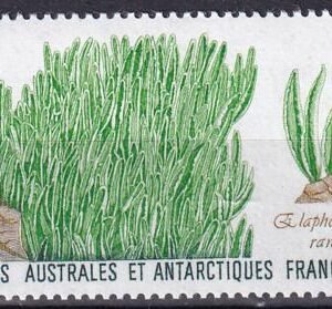 French Southern & Antarctic Territories 133 Grass