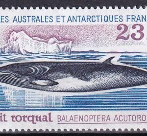 French Southern & Antartic Territories 208 Whale
