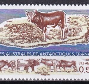 French Southern & Antartic Territories 378 Cattle, Amsterdam Island