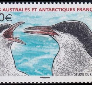 French Southern & Antartic Territories 429 Birds-Terns