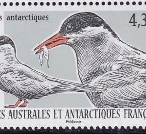 French Southern & Antartic Territories 519 Terns