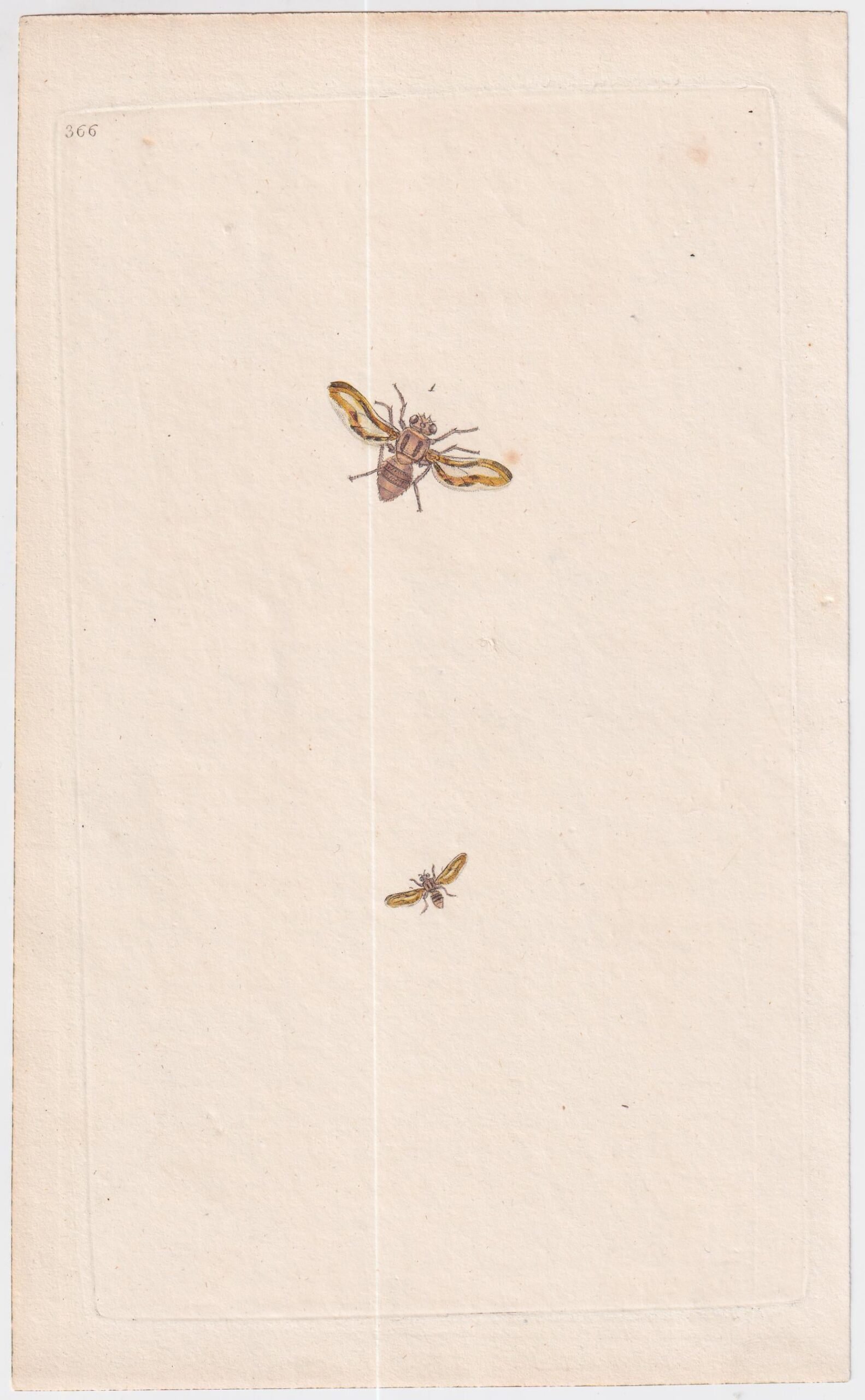 gb_1700s_large_engravings_bees_2_03255