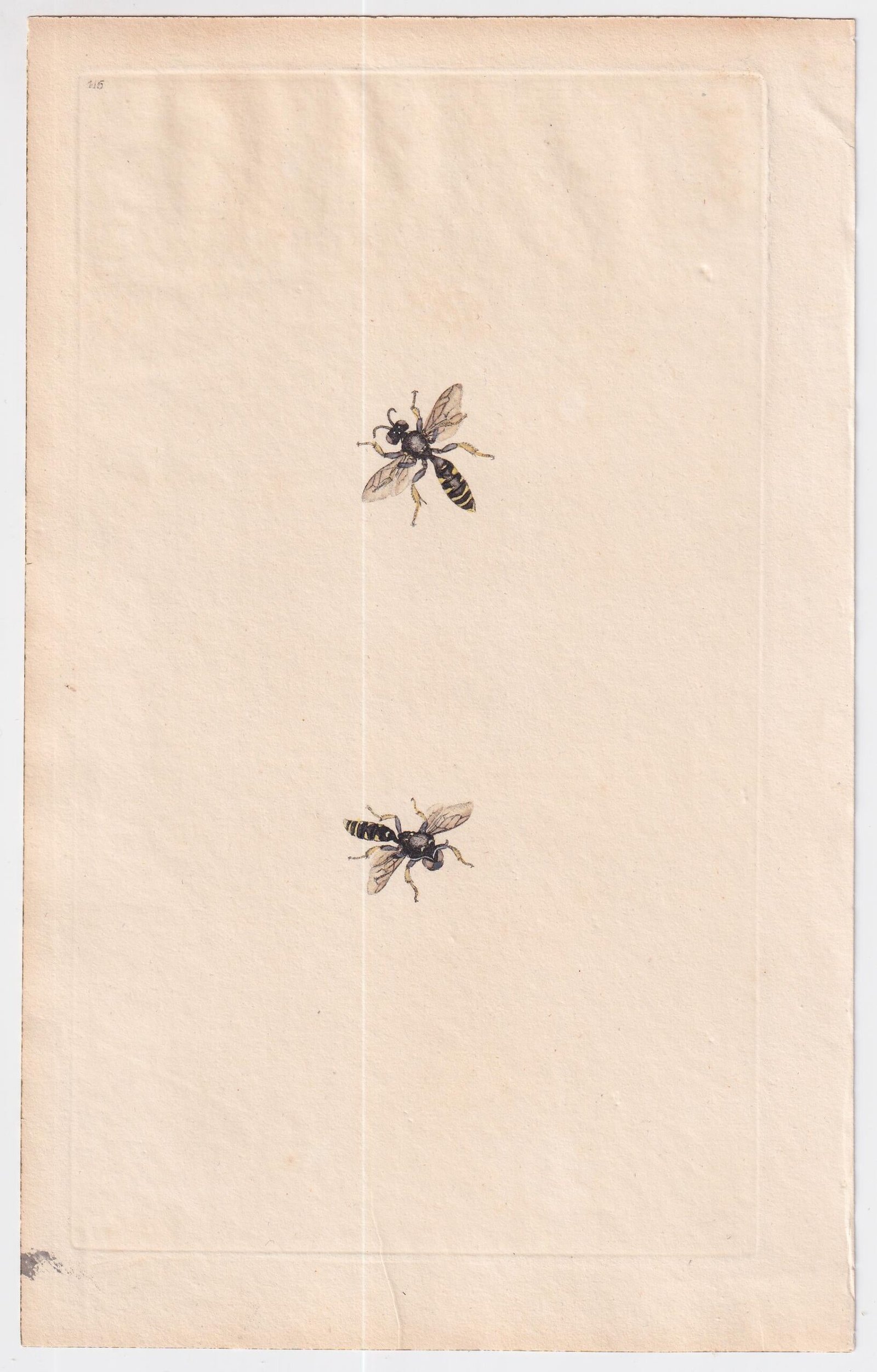 gb_1700s_large_engravings_bees_3_03255