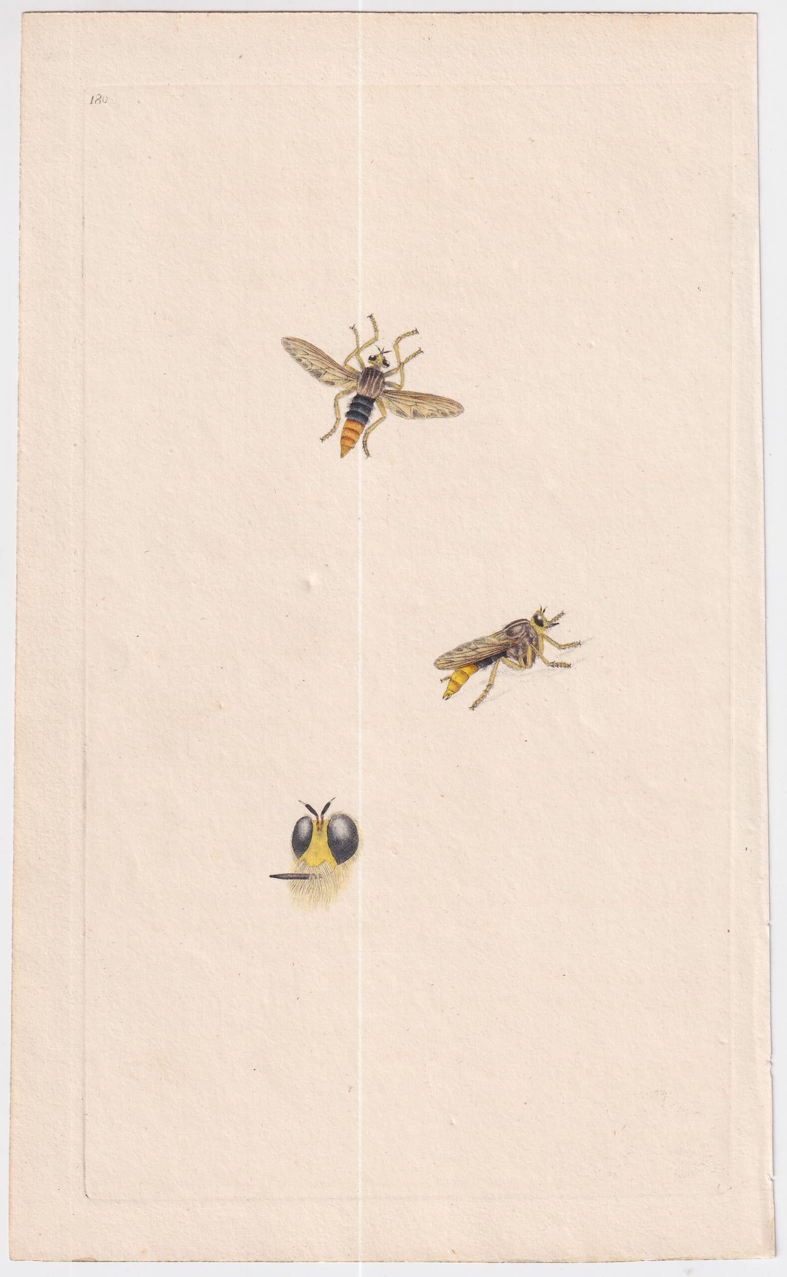 gb_1700s_large_engravings_bees_4_03255