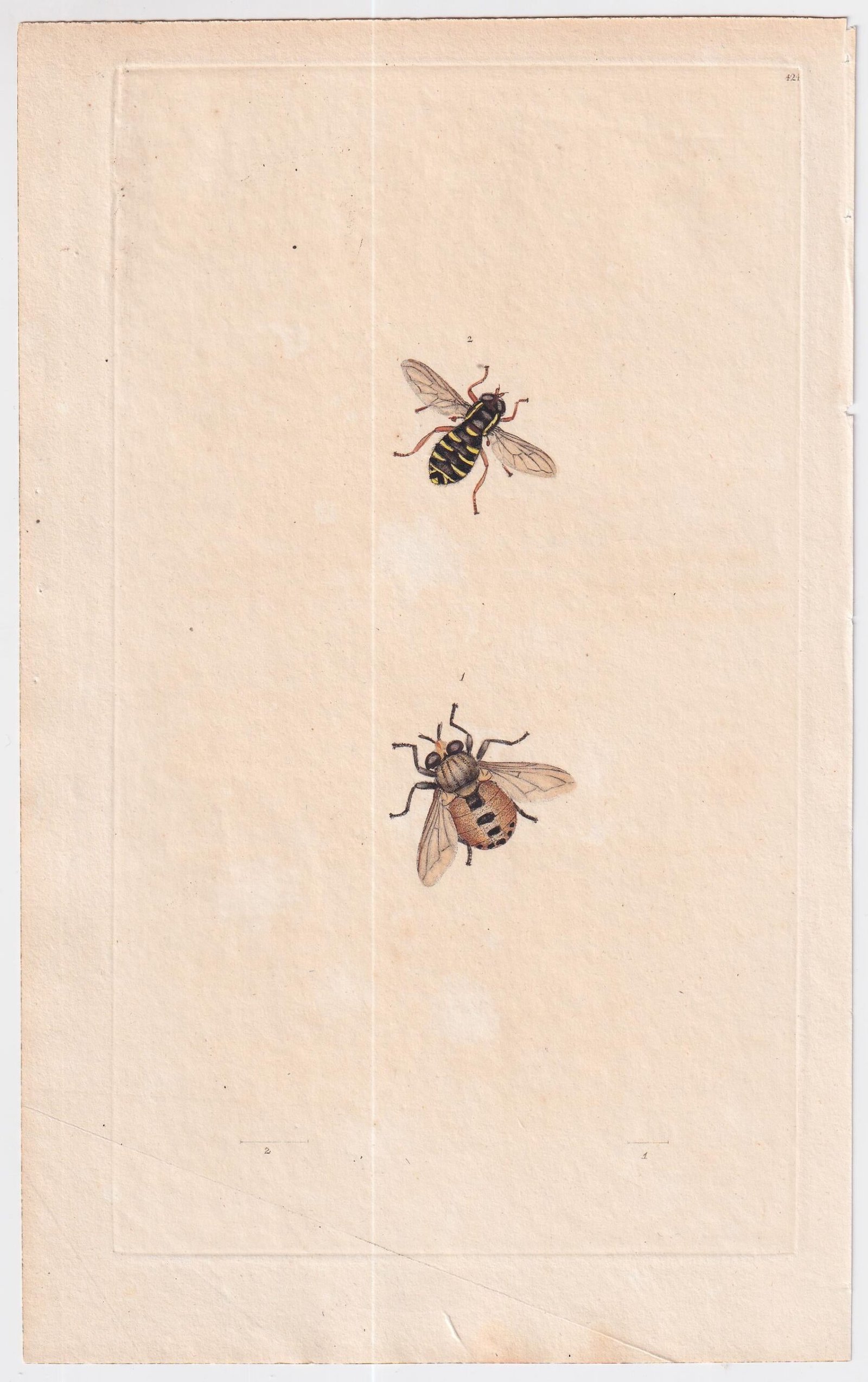 gb_1700s_large_engravings_bees_5_03255